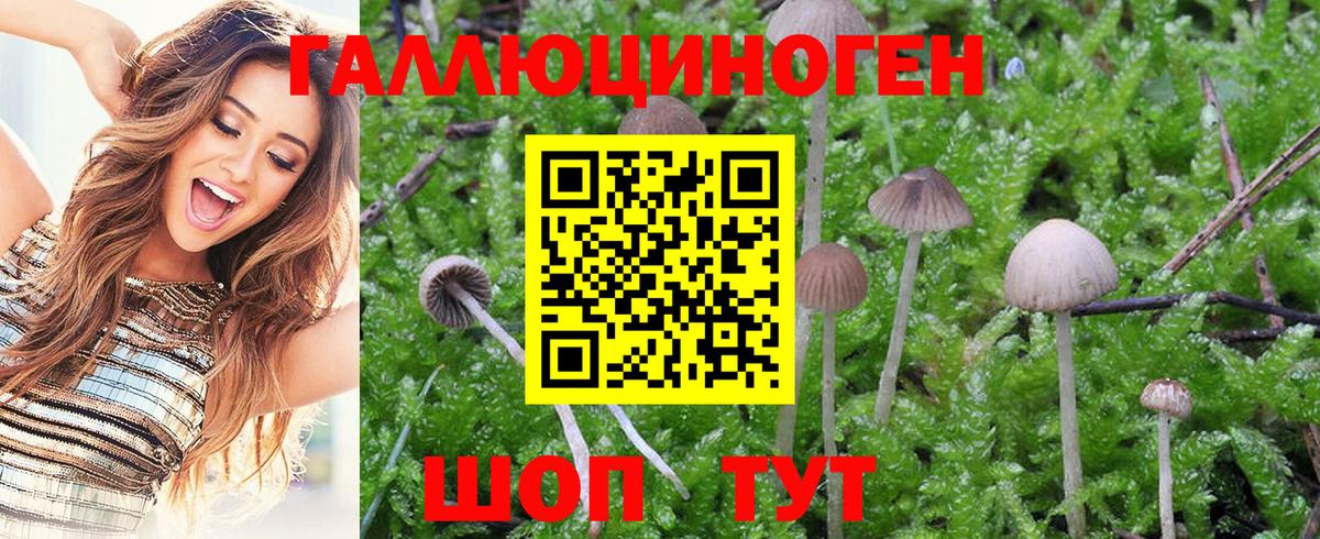 Псилоцибиновые грибы GOLDEN TEACHER  цены наркотик  Самара  Вход с VPN 